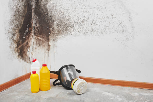 Best Post-Flood Mold Remediation in Lakewood Clu, MI