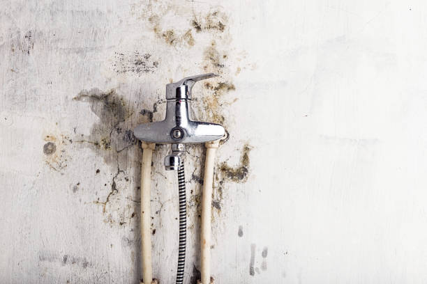 Best Mold Remediation for Specific Building Types in Lakewood Clu, MI