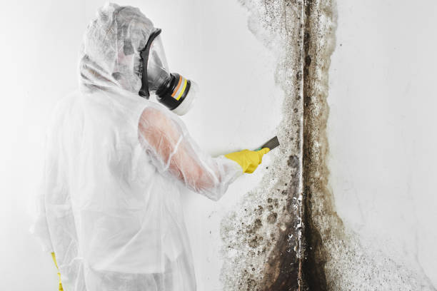 Best Emergency Mold Remediation in Lakewood Clu, MI