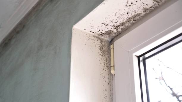 Best Basement Mold Remediation in Lakewood Clu, MI