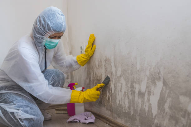 Best Residential Mold Remediation in Lakewood Clu, MI