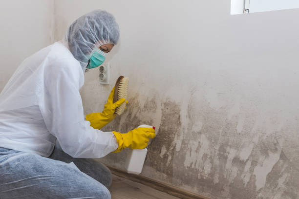 Best Black Mold Remediation in Lakewood Clu, MI