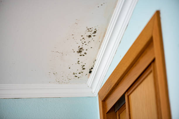 Best Mold Testing and Inspection Services in Lakewood Clu, MI