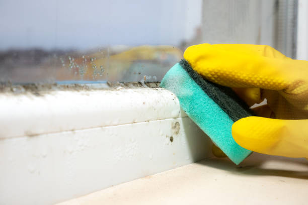Best Post-Flood Mold Remediation in Lakewood Clu, MI