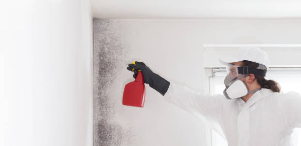 Best Mold Remediation for Schools in Lakewood Clu, MI