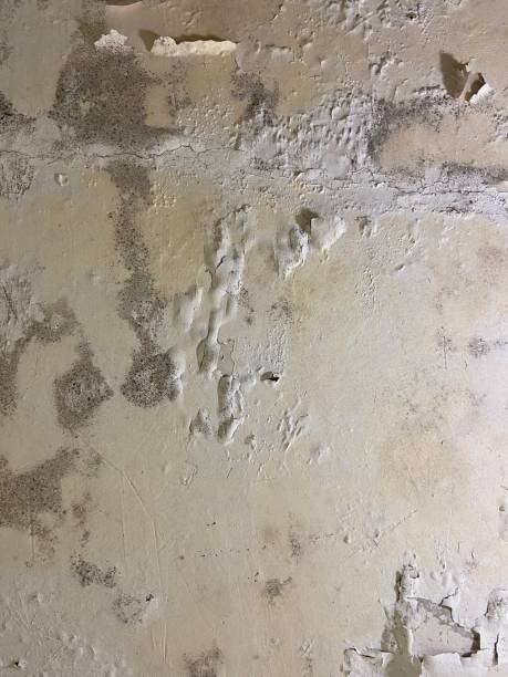 Best Industrial Mold Remediation in Lakewood Clu, MI