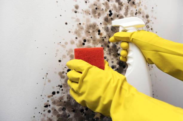 Best Insurance-Related Mold Remediation in Lakewood Clu, MI