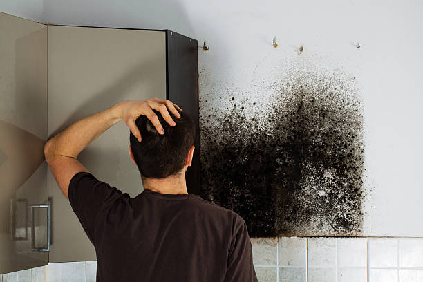 Trusted Lakewood Clu, MI Mold Remediation Experts
