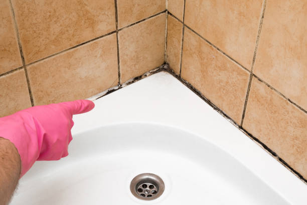 Best Basement Mold Remediation in Lakewood Clu, MI